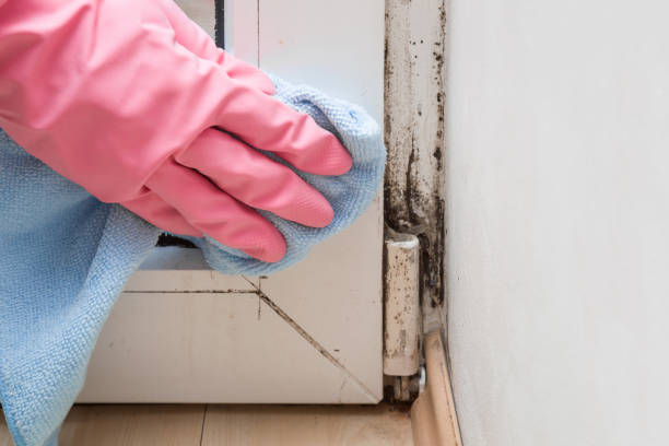 Best Post-Flood Mold Remediation in Putnam Lake, NY
